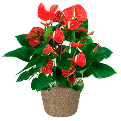 ANTHURIUM ROJO CON MACETERO Nº15