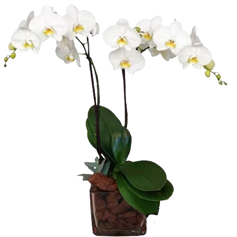 PLANTA ORQUIDEA*BLANCA CON BASE CRISTAL Nº24